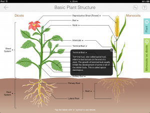 Plant structure